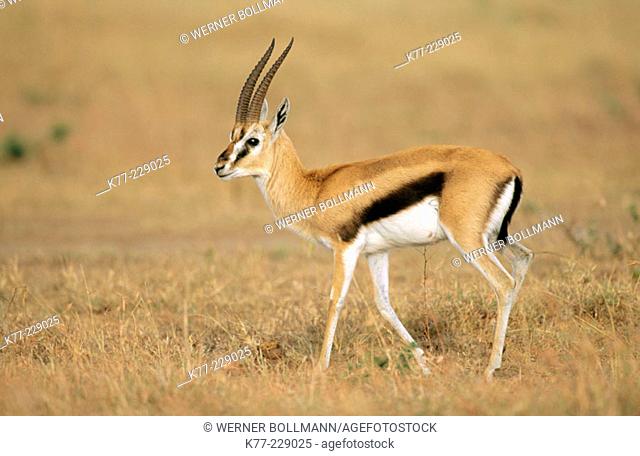Thomson's Gazelle (Gazella thomsoni), buck. Masai Mara Game Reserve. Kenya