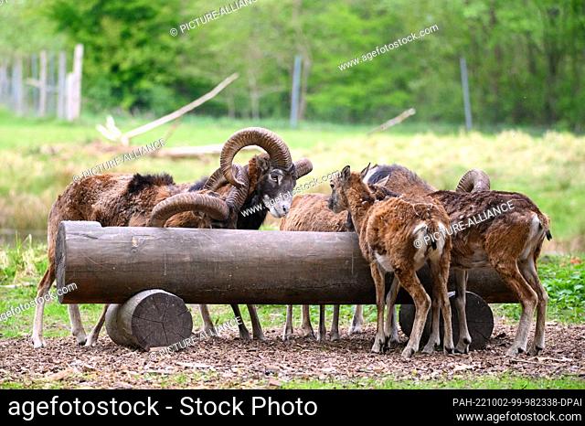 07 May 2022, Hamburg: European mouflons (Ovis gmelini musimon) stand at the feeding trough in their enclosure at the Klövensteen Game Reserve