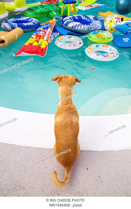 Dog sits and looks at a pool full of toys