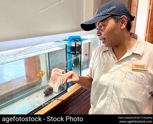27 April 2023, Thailand, Koh Phi Phi: Marine biologist Tatee Sutadra, who works at the ""Marine Discovery Centre"" of the SAii Phi Phi Island Village resort on...