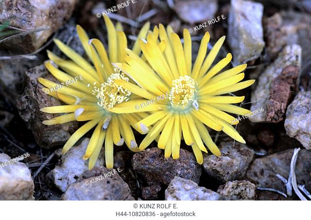 Africa, Namibia, flora, wild plant, Succulent, blossoming stone, Lithops, living stones, blossoms, yellow, blossom, bl