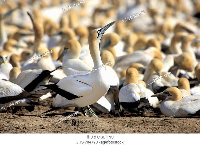 Cape Gannet, Morus capensis, Lambert's Bay, South Africa, Africa, colony