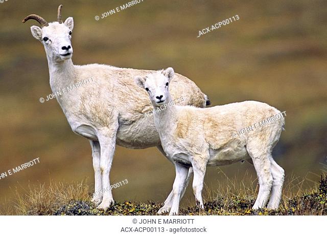 Dall's sheep ewe and lamb, Yukon Territory, Canada