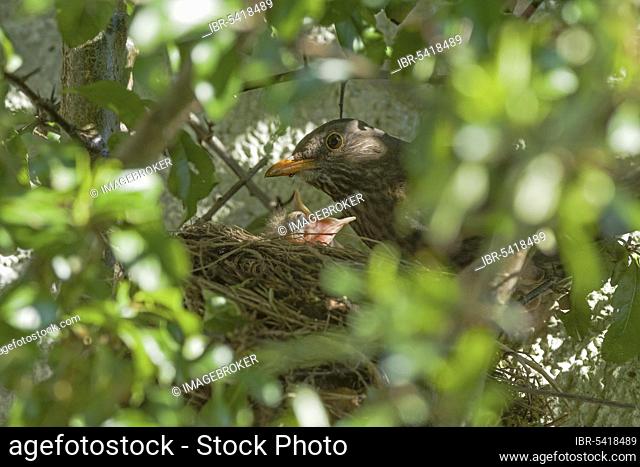 Blackbirdsest (Turdus merula), females and chicks, blackbird, Lower Saxony, Germany, Europe