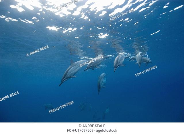 Spinner dolphins Stenella longirostris. Big Island, Hawaii, USA RR