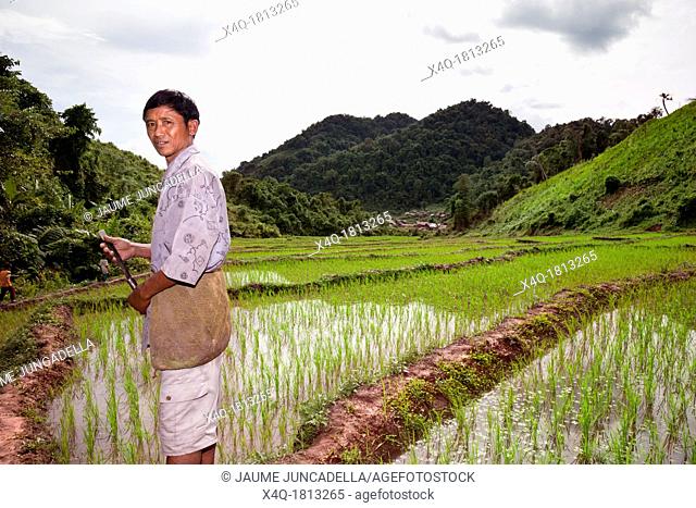 a farmer shows their rice crops