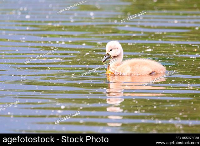 lonely chicken of bird mute swan (Cygnus olor) swim in spring on pond with reflection, Czech Republic Europe wildlife