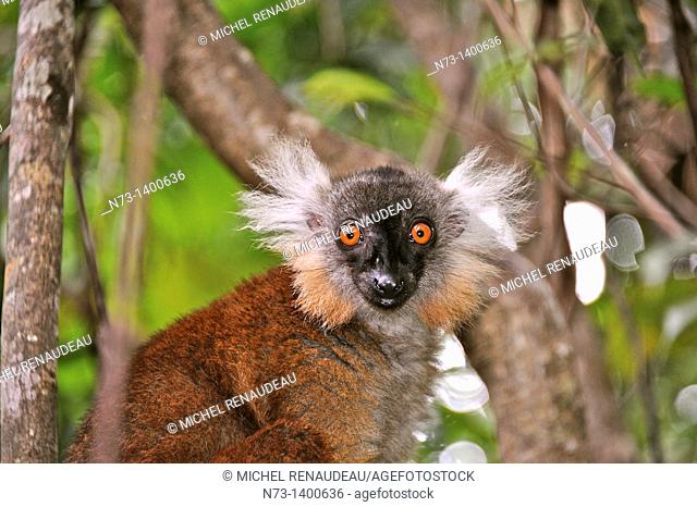 Southern Africa, Madagascar, lemurs, Eulemur Macao