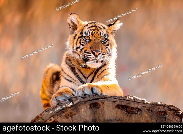 kitten baby of Sumatran tiger (Panthera tigris sumatrae), rare tiger subspecies that inhabits the Indonesian island of Sumatra