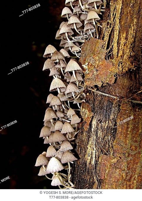 Class: Homobasidiomycetes  Series: Hymenomycetes  Order: Agaricales  Small delicate mushrooms growing on soil  Eddakkal cave, Kerala, India