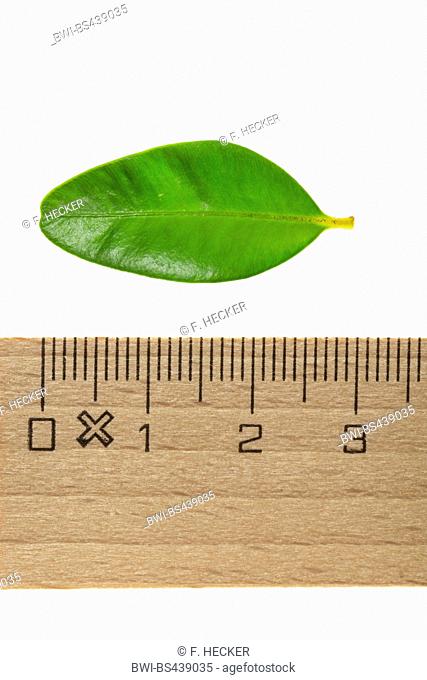 Common box, Boxwood (Buxus sempervirens), single boxwood leaf, cut out. with ruler