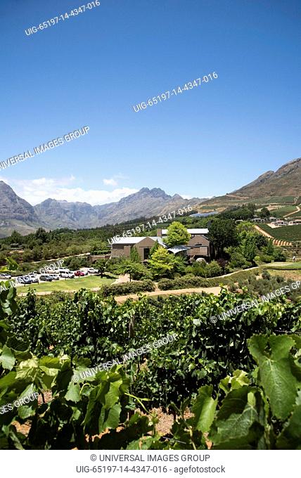 Stellenbosch Western cape South Africa, The Tokara vines and Jonkershoek Mountains