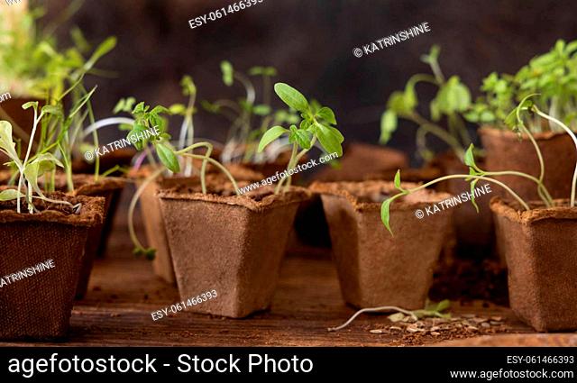Vegetable and herbs seedlings growing in a biodegradable pots on wooden table close up. Urban Indoor gardening, homegrown plants, germination at home