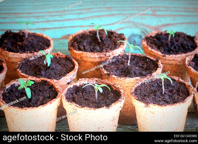 Young tomato seedling sprouts in the peat pots. Gardening concept
