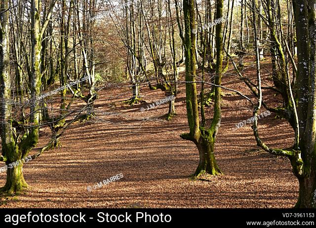 European beech (Fagus sylvatica) is a deciduous tree native to central Europe and southern Europe mountains. This photo was taken in Otzarreta