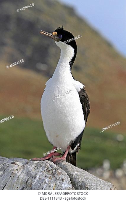 King Cormorant or White-bellied Shag (Phalacrocorax atriceps albiventer). Steeple Jason island, Falkland Islands