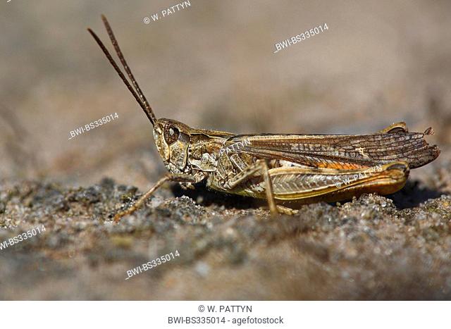 common meadow grasshopper (Chorthippus parallelus), on the ground, Belgium