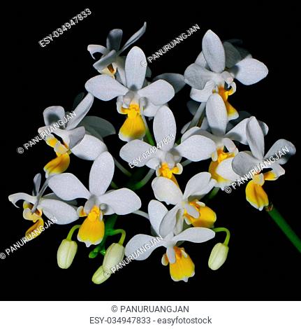 Yellow orchid, Phalaenopsis equestris, yellow lip form, isolated on a black background