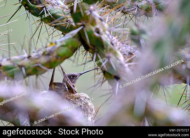 Giant Hummingbird (Patagona gigas), incubating her eggs in her nest in a prickly cactus