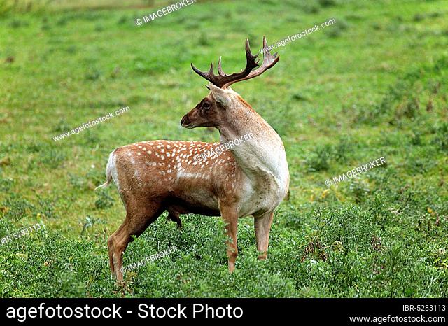 Persian fallow deer, dama mesopotamica, male on grass