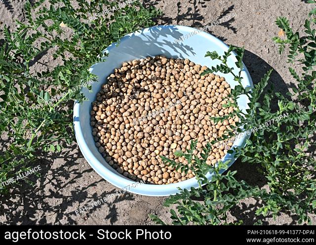 17 June 2021, Brandenburg, Trebbin: A bowl of chickpeas, harvested in 2020, stands in a field of the Agragenossenschaft Trebbin e.G