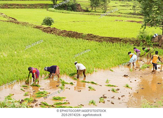 Farmers planting rice saplings near Bhor, Pune, Maharashtra