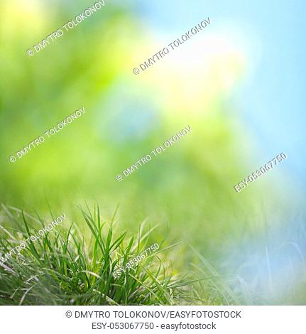 Beauty healthy backgrounds with foliage, green grass and bokeh