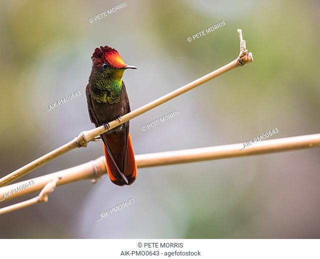 Ruby-Topaz Hummingbird (Chrysolampis mosquitus) also known as Ruby Topaz, perched on a twig in tropical forest in the Caribbean