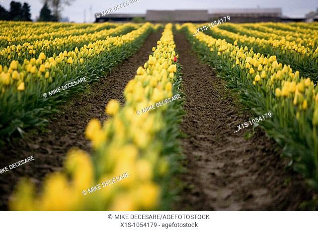 Row after row of yellow tulips create a sea of yellow in a field