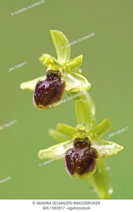 Early Spider Orchid (Ophrys sphegodes subsp. litigiosa)