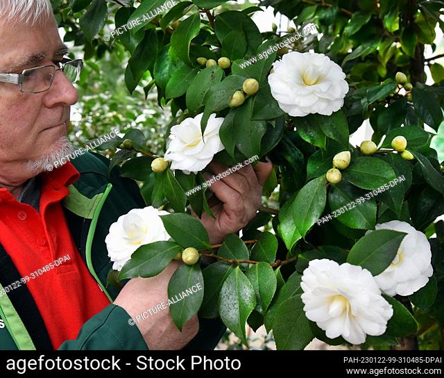 PRODUCTION - 21 January 2023, Saxony, Roßwein: City gardener Ingolf Kirschstein wipes small particles of dirt from the leaves of the white blossoms of the more...