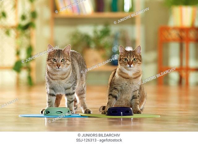 two domestic cats at feeding bowls restrictions:Tierratgeber-Bücher / animal guidebooks