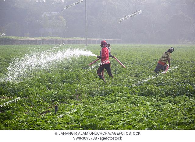 A man waters his potato fields in, Munshigonj, Bangladesh