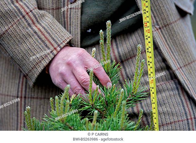 Scotch pine, scots pine Pinus sylvestris, forester measuring and monitoring tree growth, United Kingdom, Scotland, Cairngorms National Park, Glenfeshie