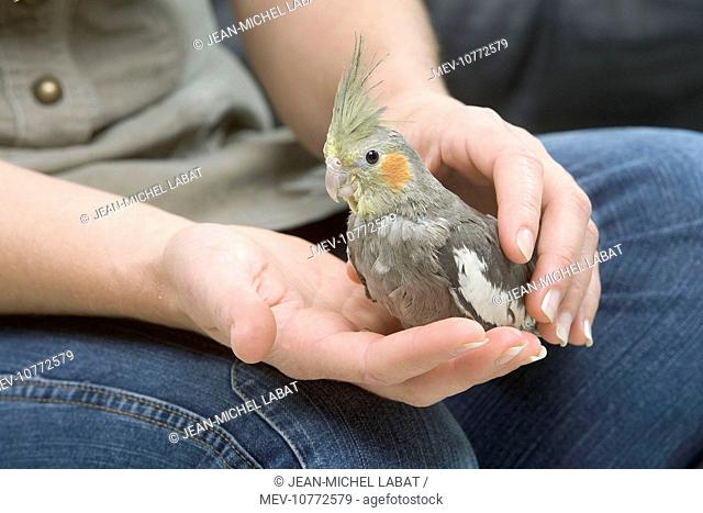 Cockatiel - perched on owner's hand (Nymphicus hollandicus)