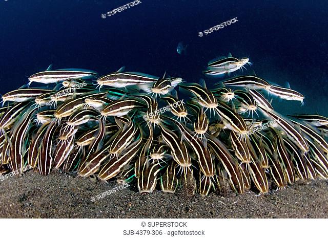 School of Striped Catfish