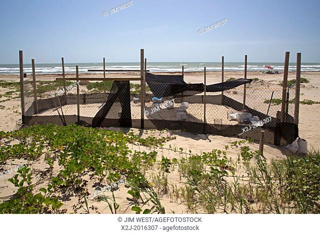 South Padre Island, Texas - Kemp's ridley sea turtle nests. Nests on south Texas beaches are protected by the conservation group Sea Turtle Inc