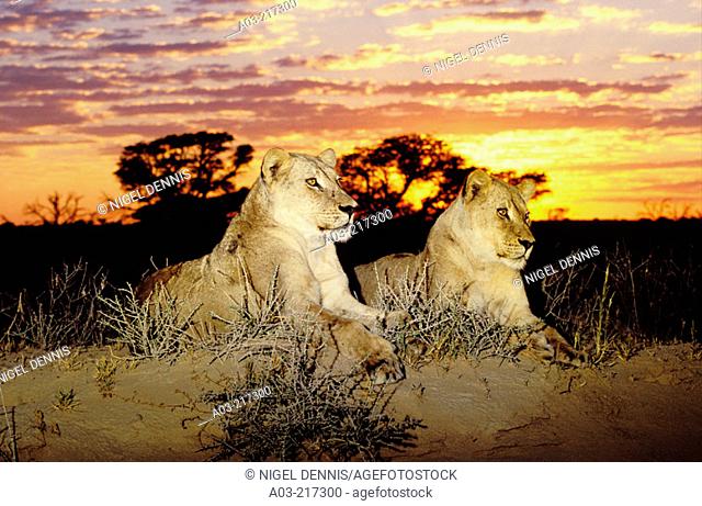 Lions (Panthera leo) at sunrise. Kgalagadi Transfrontier Park (formerly Kalahari-Gemsbok National Park). South Africa