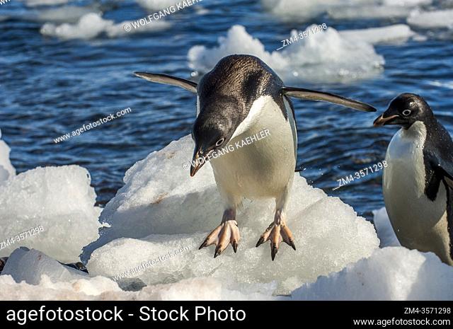 An Adelie penguin (Pygoscelis adeliae) jumping on an ice pebble at Paulet Island at the tip of the Antarctic Peninsula