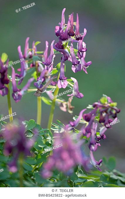 Solid-tubered corydalis, Bird in a Bush, Fumewort (Corydalis solida, Corydalis bulbosa, Fumaria bulbosa), blooming, Germany
