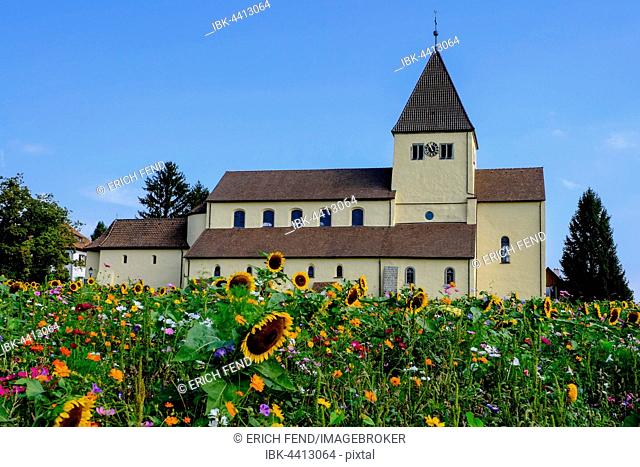 Meadow of flowers in front of George Church, Obernzell, Reichenau Island, Lake Constance, Baden-Württemberg, Germany