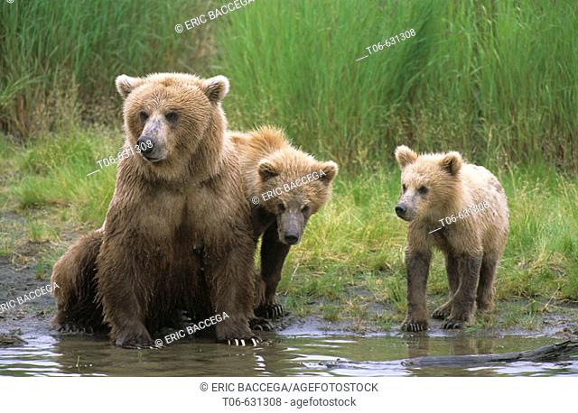 Female brown bear (Ursus arctos horribilis) and her cubs on river bank, Brooks river, Katmai National Park, Alaska, USA
