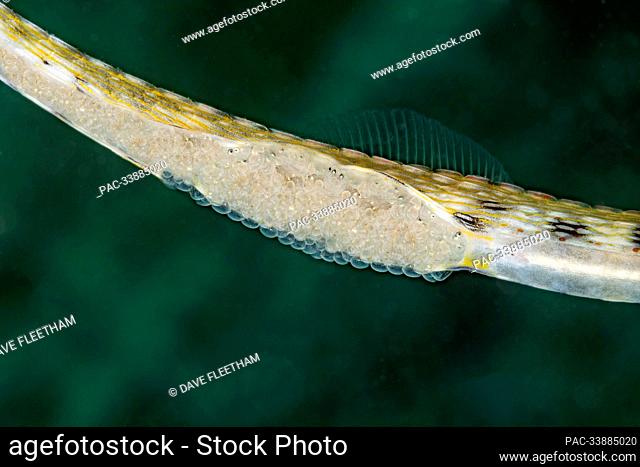 This male Yellow scribbled pipefish (Corythoichthys sp.) is holding the eggs of a female on its underside. This is an unnamed species that has been confused...
