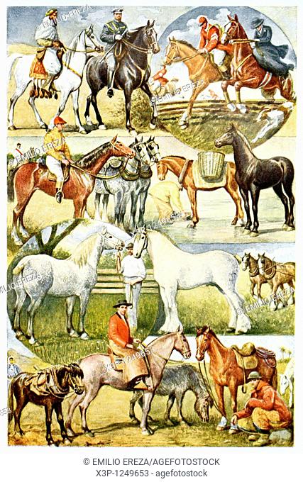 Horses  Antique illustration  1920