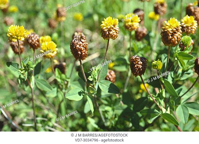 Brown clover (Trifolium badium) is a perennial herb native to mountains of Europe and western Asia. This photo was taken in Valle de Aran, Lleida province