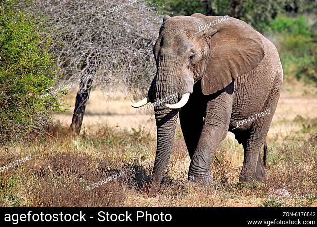 Alter Elefant im Kruger Nationalpark Südafrika; old african elephant, south africa, wildlife