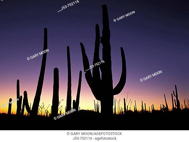 Saguaro cacti at sunset, Saguaro National Park, Tucson Mountain District west unit, Tucson Arizona