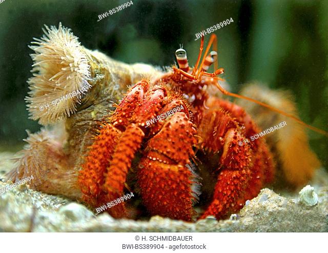 parasit anemone hermit crab (Dardanus pedunculatus), front view, Indonesia