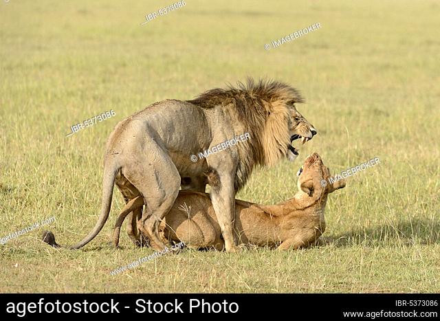 Lion copula, Maasai Mara Game Reserve, Kenya, Africa