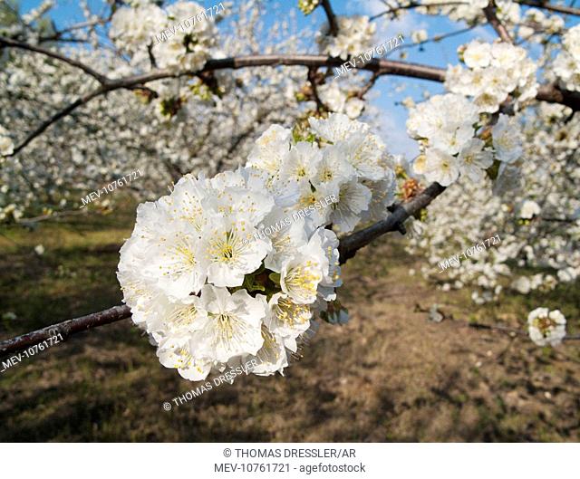 Cherry Tree / Wild Cherry / Sweet Cherry - in full blossom - Valle del Jerte (Prunus avium)